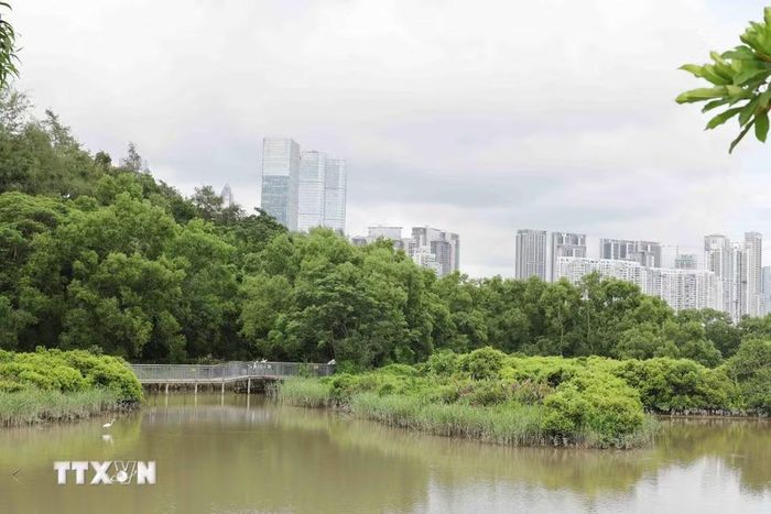 Bên trong khu bảo tồn thiên nhiên rừng ngập mặn đảo Nội Ling Đinh-Phúc Điền tại Thâm Quyến, những khu rừng ngập mặn tươi tốt trải dài như một dải ruy băng xanh, tạo nên một cảnh quan tuyệt đẹp cho thành phố và là môi trường sống cho các loài chim di cư và động vật quý hiếm. (Ảnh: Công Tuyên/TTXVN)