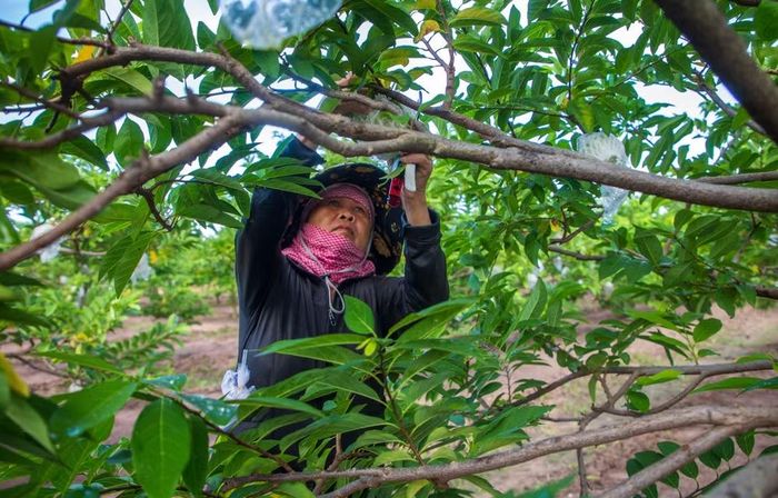 Vùng nguyên liệu mãng cầu Bà Đen là một trong những lợi thế của Tây Ninh để phát triển nông nghiệp công nghệ cao và công nghiệp chế biến. (Ảnh: Giang Phương/TTXVN)