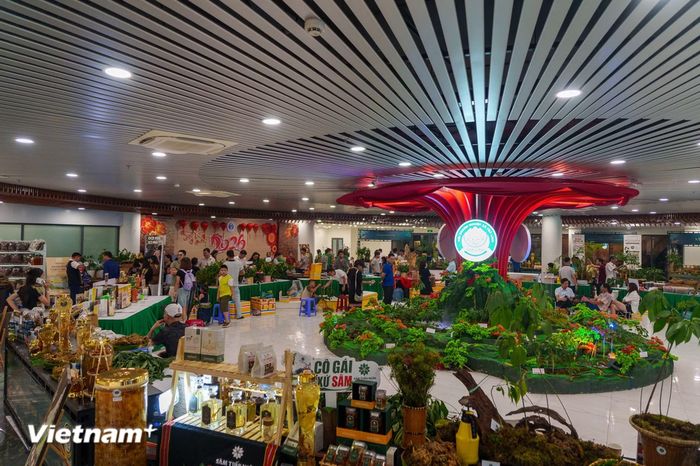 Phiên chợ Sâm Ngọc Linh, Lễ hội Sâm Ngọc Linh và phục dựng núi rừng trồng Sâm Ngọc Linh. (Ảnh: Thanh Phong/Vietnam+)