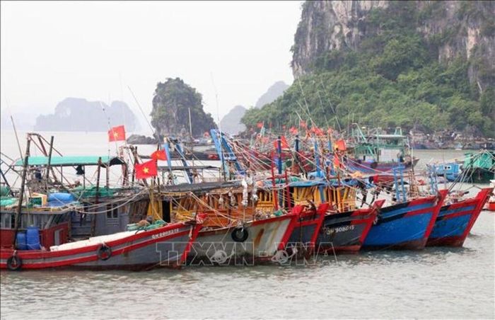 Tàu đánh cá neo đậu tại cảng ở Quảng Ninh. Ảnh tư liệu (minh họa): TTXVN phát