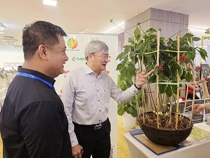 Các đại biểu tham quan cây sâm Ngọc Linh