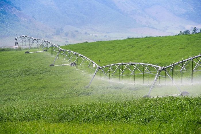 Hình ảnh tại các cánh đồng nông nghiệp công nghệ cao của TH. Ảnh minh họa: Bnews phát