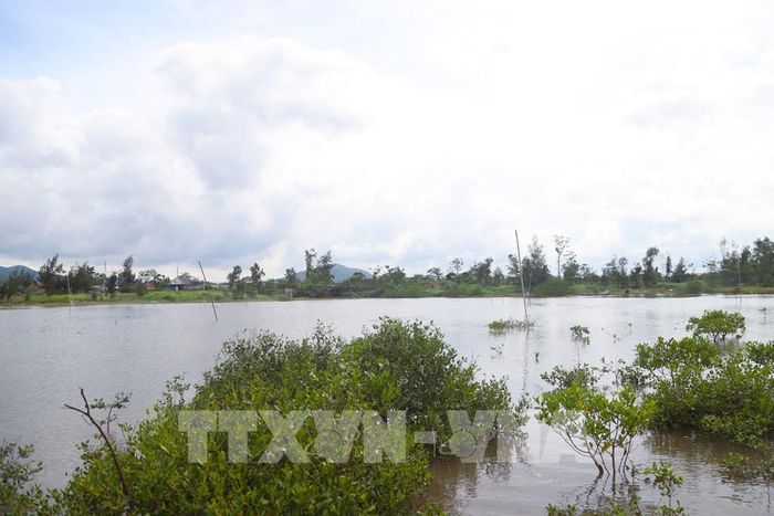 Hàng loạt cọc tre được dựng giữa các ao, đầm ven biển xã An Châu để giăng lưới bẫy chim hoang dã, tạo thành những “bãi săn” quy mô lớn vào mùa chim di cư. Ảnh: Xuân Tiến - TTXVN