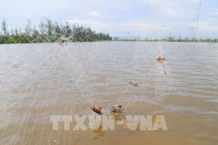 Những tấm lưới mành mắt nhỏ được giăng dày đặc trên các bãi bồi, đầm nước ven biển xã An Châu. Ảnh: Xuân Tiến - TTXVN