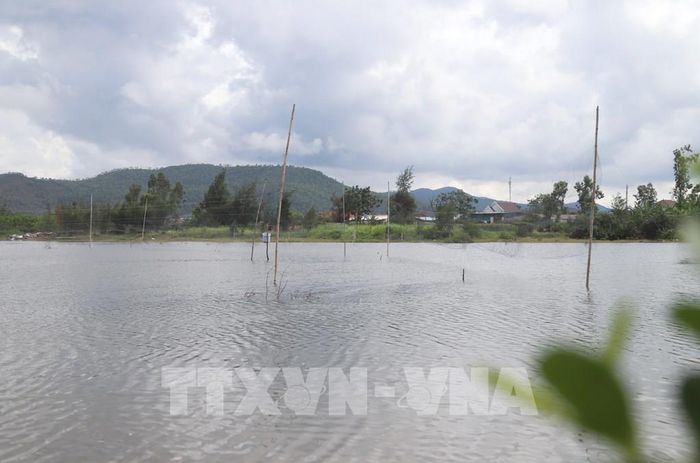 Các khu vực ao, đầm, rừng ngập mặn ven biển xã An Châu là nơi nhiều loài chim hoang dã và chim di cư tìm về kiếm ăn, trú ngụ nhưng cũng trở thành điểm nóng của nạn bẫy bắt trái phép. Ảnh: Xuân Tiến - TTXVN