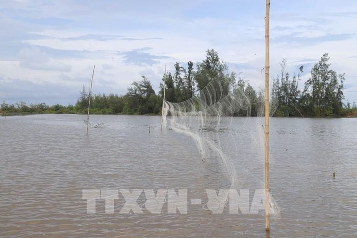 Những tấm lưới mỏng được giăng ngang mặt nước, sẵn sàng "đón" các đàn chim sà xuống kiếm ăn hoặc bay qua khu vực. Ảnh: Xuân Tiến - TTXVN