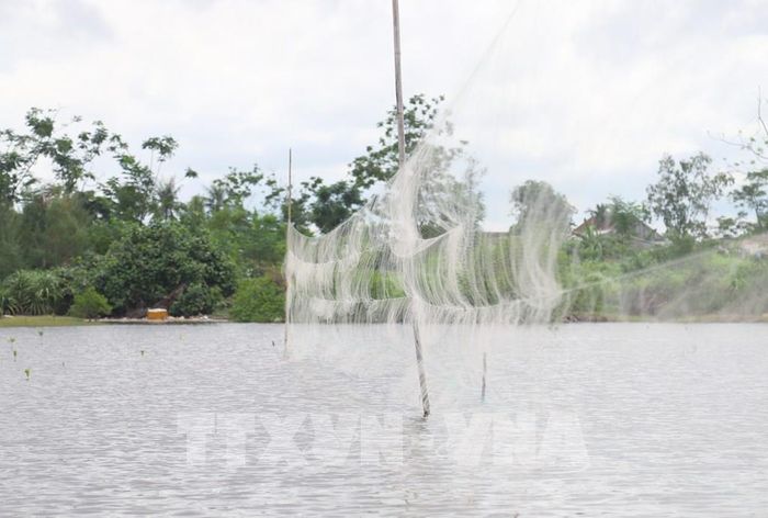 Lưới bẫy có mắt lưới nhỏ, gần như vô hình từ xa, khiến chim hoang dã rất dễ mắc bẫy khi bay qua. Ảnh: Xuân Tiến - TTXVN