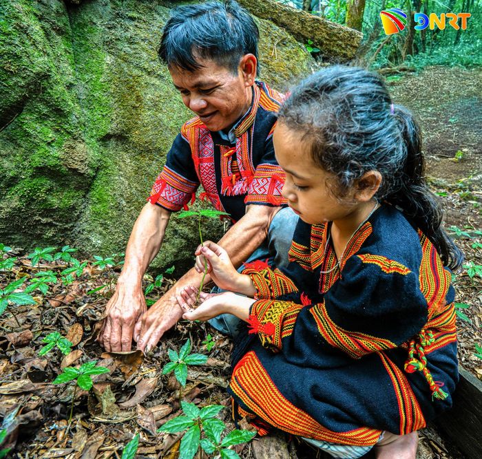 Người lớn truyền cho trẻ nhỏ cách nhận biết và chăm sóc cây sâm ngay từ khi còn nhỏ. Tri thức bản địa được gìn giữ qua nhiều thế hệ người Xơ Đăng.