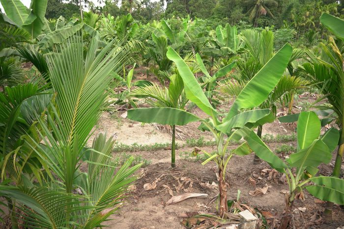 Mô hình trồng xen cau và chuối bước đầu phát huy hiệu quả. Ảnh: PHAN VINH