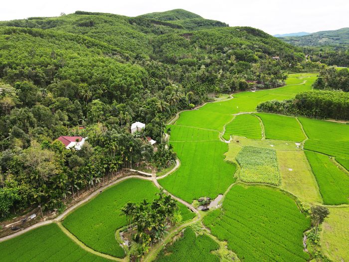 Vùng bán sơn địa Thạnh Bình có nhiều điều kiện thích hợp để cây cau phát triển. Ảnh: HỒ QUÂN