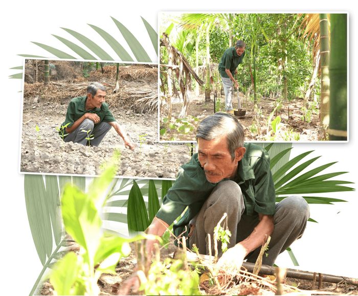 Ông Trần Văn Ba cải tạo lại vườn cau và trồng xen cây dược liệu, rau hữu cơ. Ảnh: PHAN VINH