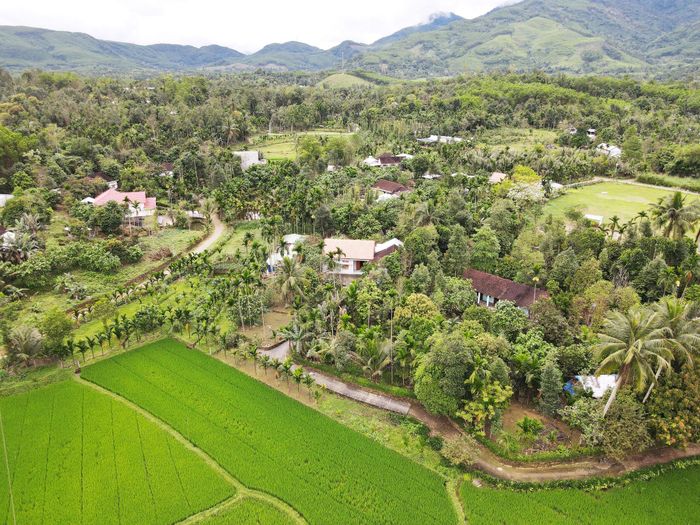 Hàng cau xanh bao bọc vườn nhà tạo cảnh quan cho du lịch sinh thái. Ảnh: HỒ QUÂN