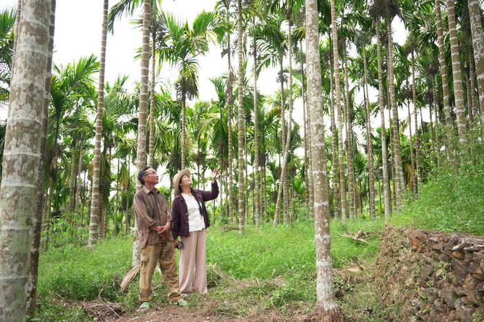 Những vườn cau hơn 20 năm rợp bóng mát khắp vùng nông thôn Tiên Phước. Ảnh: PHAN VINH