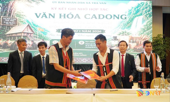UBND xã Trà Vân ký kết biên bản ghi nhớ với nhóm hộ liên kết - Hợp tác xã Quế và dược liệu Trà Vân. Ảnh: N.ĐOAN