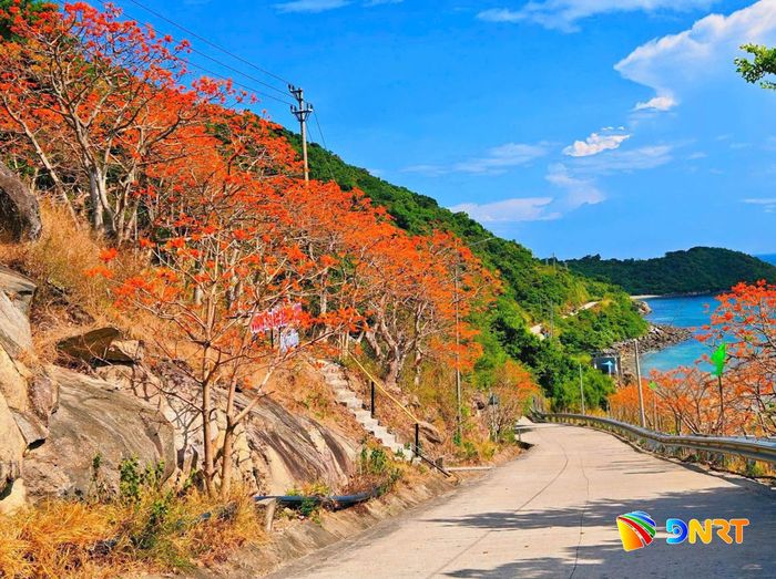 Sắc đỏ ngô đồng rực nở trên cung đường ra bãi Xếp. Ảnh: N.T