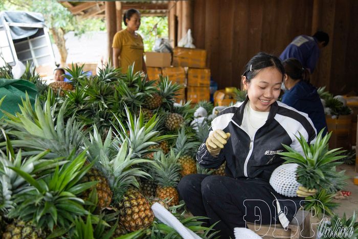 Phân loại kích cỡ, bọc xốp dứa thương phẩm.