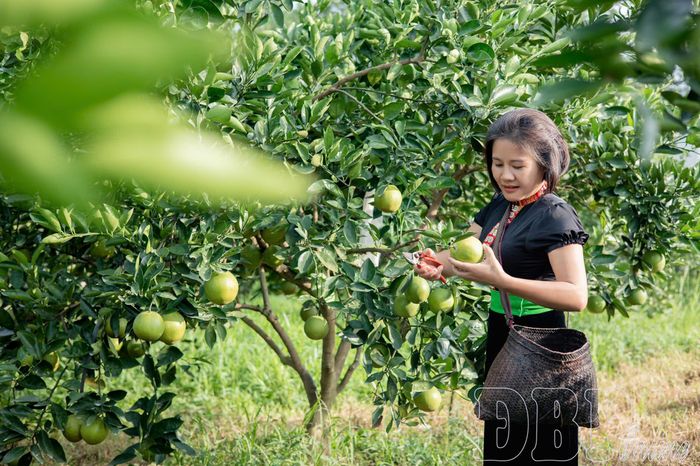 Bà Nguyễn Thị Lan Hương, Giám đốc Công ty TNHH Cara Farm Việt Nam chăm sóc vườn cam.