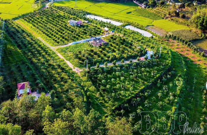 Diện tích trồng cam ruột đỏ và bưởi da xanh ứng dụng công nghệ cao của Công ty TNHH Cara Farm Việt Nam tại phường Mường Thanh.