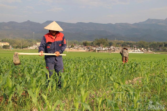 Hai nghị quyết về hỗ trợ sản xuất nông nghiệp và thực hiện các chương trình mục tiêu quốc gia sẽ góp phần thúc đẩy nông nghiệp tỉnh phát triển.