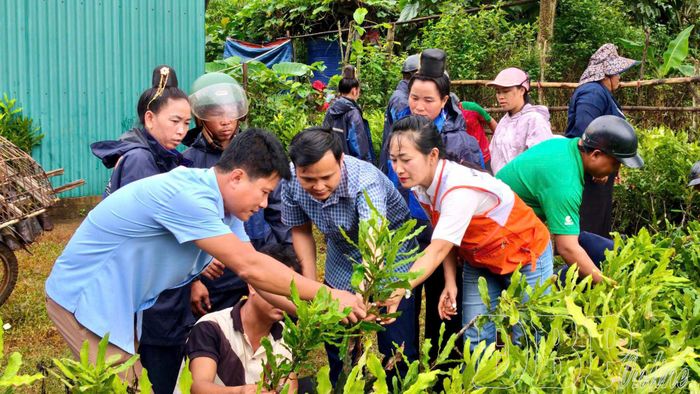 Nghị quyết số 23 là phạm vi hỗ trợ rất toàn diện, bao phủ gần như toàn bộ chuỗi giá trị nông nghiệp. Trong ảnh: Xã Pú Nhung bàn giao cây mắc ca giống cho người dân. Ảnh: CTV.