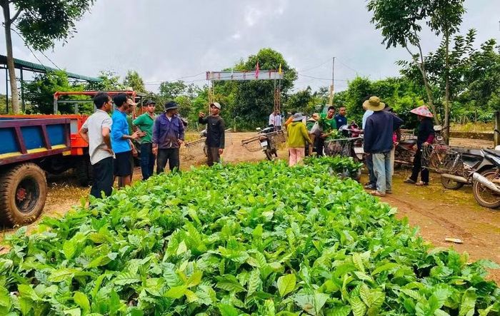 Gần 6.000 cây cà phê giống xanh lùn đã được trao cho 27 hộ dân làng De Lung để trồng cải tạo vườn tạp. Ảnh: Khánh Phong