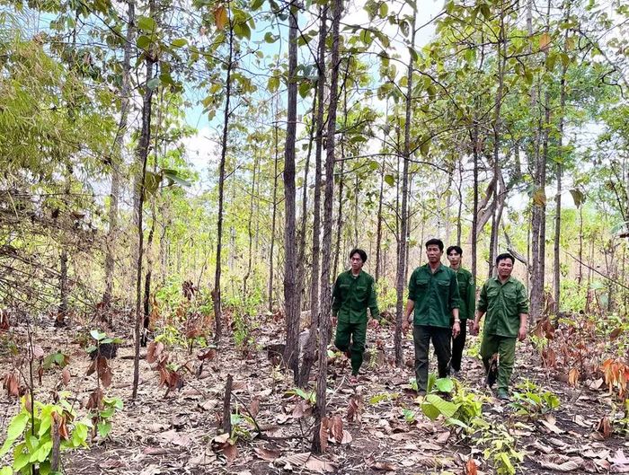  Lực lượng Trạm bảo vệ rừng số 8 tuần tra, bảo vệ rừng. Ảnh: ĐVCC 