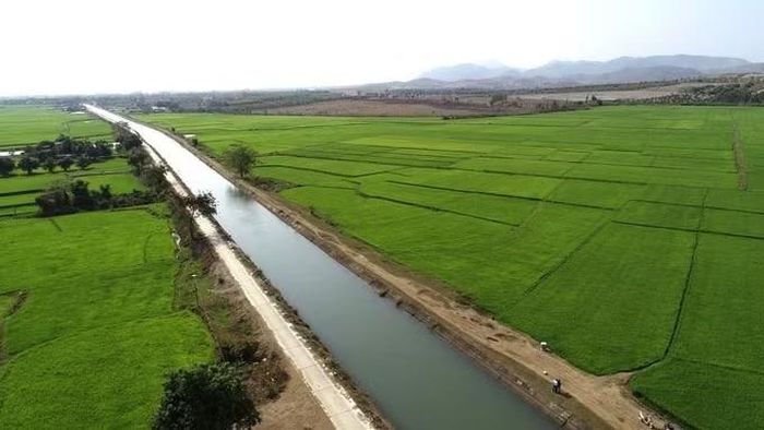  Vùng sản xuất lúa tập trung tại xã Chư A Thai hướng tới liên kết chuỗi giá trị và xây dựng thương hiệu chung. Ảnh: CTV 