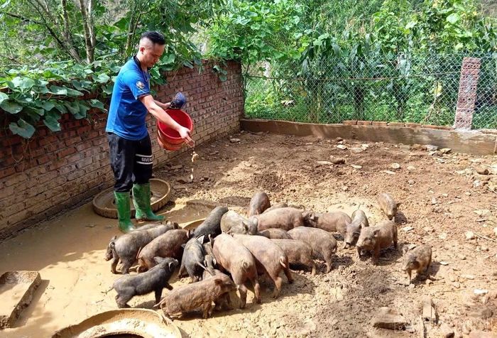 Mô hình nuôi lợn đen giống bản địa của gia đình anh Sùng A Vinh, thôn Tu San cho thu nhập 200 triệu đồng/năm.