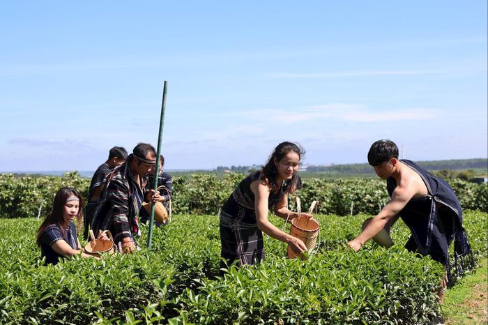 Đồi chè được quy hoạch gắn với du lịch trải nghiệm, góp phần đa dạng hóa sinh kế và nâng cao thu nhập cho người dân nông thôn (Ảnh: Ánh Nguyệt)