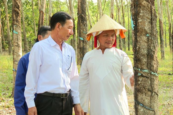 Bí thư Chi bộ thôn Chăm, xã Tánh Linh đi thăm vườn cao su của ông Thông Sết