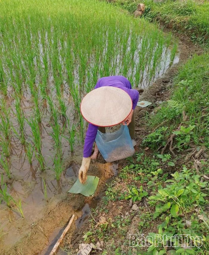 Nông dân xã Thanh Sơn đặt bẫy diệt chuột trên đồng ruộng nhằm bảo vệ lúa vụ Mùa.
