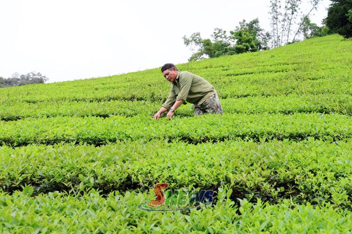 Nông dân xã Mường Cơi thu hoạch chè.