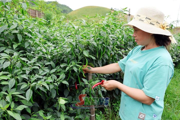 Mô hình ớt chỉ địa tại xã Mường Cơi.