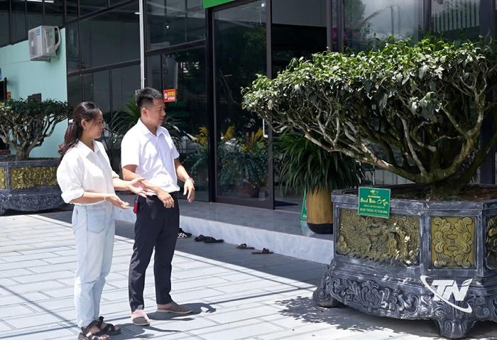 Những cây chè cổ trung du có tuổi đời trên 100 năm được Hợp tác xã Trà Búp Ngọc chăm sóc tỉ mỉ, sẵn sàng trưng bày tại Festival Trà Quốc tế.