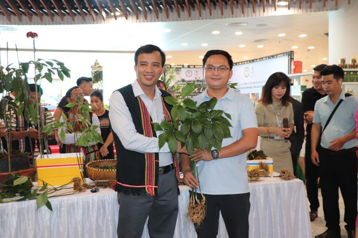 Ông Trần Văn Quang, chủ vườn sâm Ngọc Linh trao cây sâm Ngọc Linh được đấu giá 20 triệu đồng cho người trúng, số tiền sẽ chuyển đến quỹ xóa nhà tạm hỗ trợ người dân khó khăn (Ảnh: Thanh Đức).