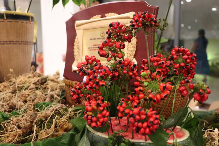 Sâm Ngọc Linh có giá trị cao, là một trong những loại sâm quý hiếm và tốt nhất thế giới, chứa tới 52 hợp chất saponin vượt trội hơn hẳn các loại nhân sâm khác (Ảnh: Thanh Đức).