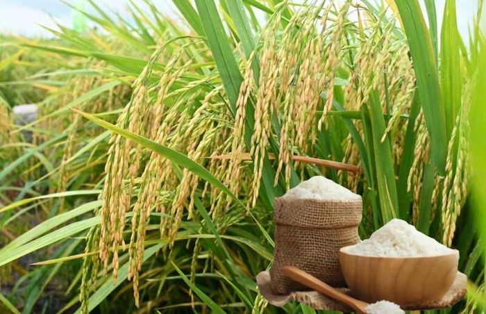 Giá lúa gạo hôm nay tại khu vực Đồng bằng sông Cửu Long ổn định. Ảnh minh họa
