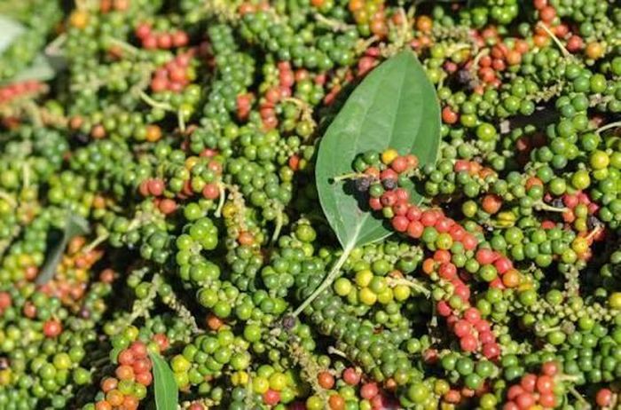 Giá tiêu hôm nay giữ đỉnh 142.000 đồng/kg. Ảnh minh họa