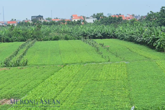 Ảnh minh họa: Lê Hồng Nhung/Mekong ASEAN.