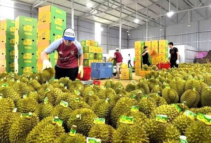 Bộ NN&amp;MT kỳ vọng, ngành rau quả sẽ đạt kim ngạch xuất khẩu khoảng 8,5-9 tỷ USD trong năm 2026, tiến tới mốc 10 tỷ USD.