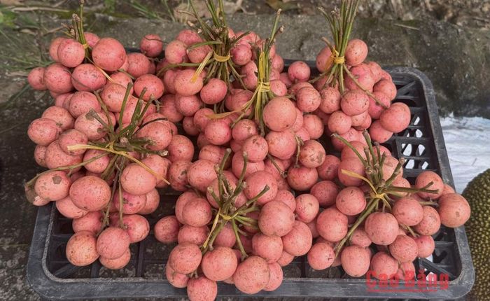 Những chùm dâu da rừng sau khi thu hái được người dân đem bán tại các phiên chợ và dọc các tuyến đường vùng du lịch.