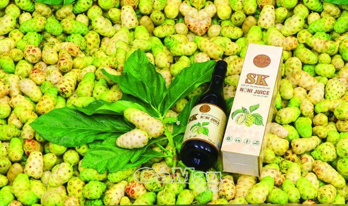 Sản phẩm nước cốt trái nhàu của Xã Trần Văn Thời từng bước khẳng định thương hiệu trên thị trường.