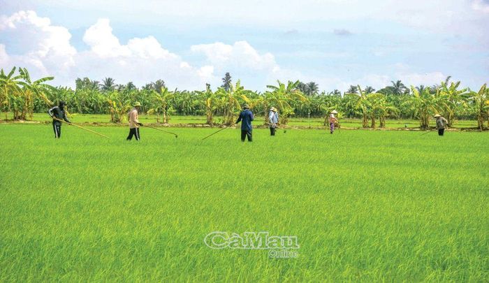 Nông nghiệp là nền tảng quan trọng, bảo đảm sinh kế và thúc đẩy tăng trưởng kinh tế Xã Trần Văn Thời.