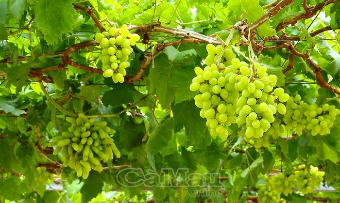 Giàn nho sai trĩu quả phát triển tốt nhờ nguồn phân bón hữu cơ tại vườn.