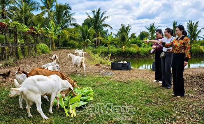 Đoàn công tác Hội LHPN tỉnh tìm hiểu khu vực nuôi dê trong chuỗi tuần hoàn.