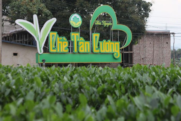Vùng chè Hữu cơ nổi tiếng ở Thái Nguên