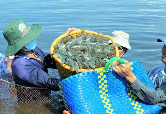 Nhiều mô hình nuôi tôm ở Đồng bằng sông Cửu Long cho năng suất cao. Ảnh: Tạp chí Thủy sản Việt Nam