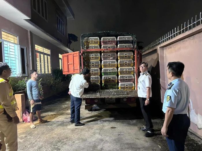 Lực lượng liên ngành kiểm tra xe tải vận chuyển số vịt thương phẩm không có giấy chứng nhận kiểm dịch khi đưa vào địa bàn TPHCM.