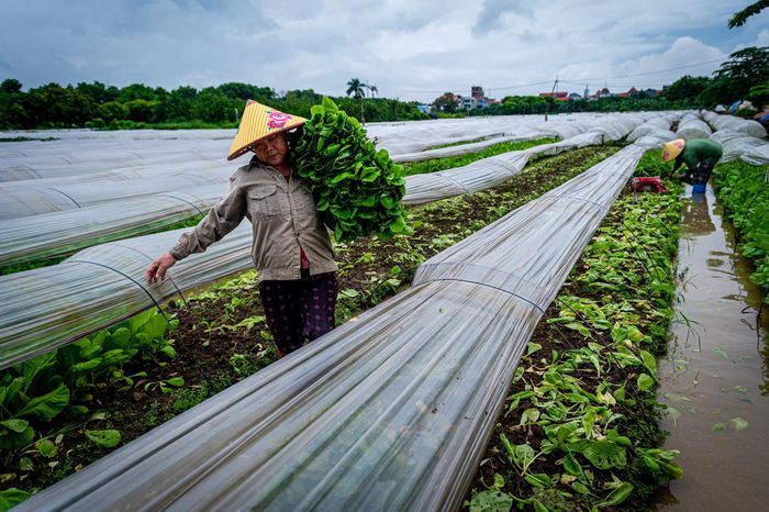 Sản xuất nông nghiệp vẫn được duy trì tại các khu vực chưa chuyển đổi mục đích sử dụng đất, với các mô hình trồng rau màu và hoa. Hiện lĩnh vực nông nghiệp chiếm khoảng 4% cơ cấu kinh tế, đóng vai trò hỗ trợ sinh kế và cung ứng nông sản cho thị trường.