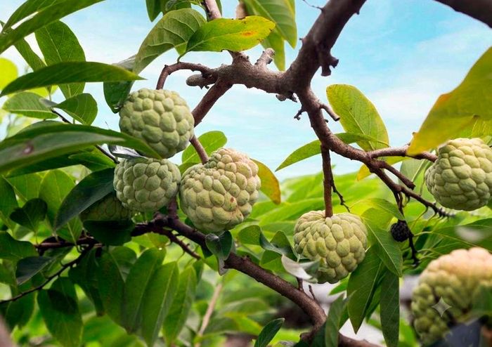 Nhờ điều kiện khí hậu và thổ nhưỡng đặc trưng, na Bồ Lý có múi dai, vị ngọt thanh và hương thơm riêng có. Ảnh: Hoàng Hùng - TTXVN